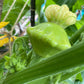 20 Green Tint BUSH SCALLOP SQUASH (Patty Pan / Paty Pan / Squanter Squash) Summer Cucurbita Pepo Vegetable Seeds