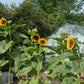 75 MAMMOTH GREY Stripe SUNFLOWER Helianthus Annuus Flower Seeds
