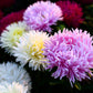 50 Mixed OSTRICH PLUME ASTER Feather Spider Callistephus Chinensis Flower Seeds