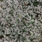 30 GERMAN STATICE White Sea Lavender Goniolimon Tataricum Limonium Flower Seeds