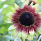 100 Mixed EVENING COLORS SUNFLOWER Helianthus Annuus Orange Red Gold Flower Seeds