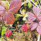 10 ARCTIC RASPBERRY Nagoonberry Rubus Arcticus Red Berry Fruit Bramble Seeds