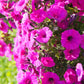 200 Mixed LAURA BUSH PETUNIA Violacea Integrifolia Pink Purple Trumpet Flower Seeds