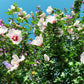 25 White & Hot Pink ROSE Of SHARON HIBISCUS Syriacus Flower Tree Bush Seeds