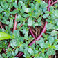 300 Organic GOLDEN PURSLANE Portulaca Sativa Vegetable Herb Yellow Flower Seeds