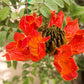 15 Red AFRICAN TULIP TREE (Fire Tree / Flame of the Forest / Fountain Tree) Spathodea Campanulata Seeds