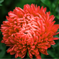 30 Double SCARLET PAEONY ASTER Red Peony Callistephus Flower Seeds
