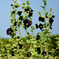 25 BLACK HOLLYHOCK Alcea Rosea Nigra Flower Seeds