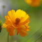 300 YELLOW SULPHUR COSMOS Bipinnatus Flower Seeds