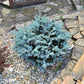 50 Colorado BLUE SPRUCE Tree Picea Pungens Glauca Christmas Tree White Silver Spruce Evergreen Seeds