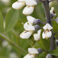 50 WHITE WILD INDIGO Baptisia Alba Usa Native Pollinator Flower Seeds