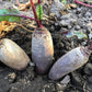 250 CYLINDRA BEET Beta Vulgaris Vegetable Seeds