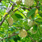 15 SUGAR APPLE Sweetsop Custard Apple Annona Squamosa Sweet Delicious Edible Fruit Tree Seeds