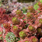 150 MIXED SEDUM Stonecrop Succulent Groundcover Red White Yellow Pink Purple Flower Seeds