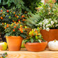 25 JERUSALEM CHERRY Madeira Winter Solanum Pseudocapsicum Flower Seeds