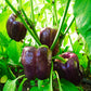 75 PURPLE BEAUTY PEPPER ( Sweet Mild Bell ) Capsicum Annuum Vegetable Seeds