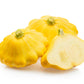 10 Golden YELLOW Bush SCALLOP SQUASH (Patty Pan / Paty Pan / Squanter Squash) Summer Cucurbita Pepo Vegetable Seeds
