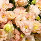 20 Mixed Colors LISIANTHUS Eustoma Grandiflorum Bluebell Gentian Flower Seeds