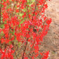 200 STANDING CYPRESS (Scarlet Gilia) Ipomopsis Rubra Flower Seeds