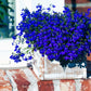 200 Electric Blue MONSOON LOBELIA Erinus Flower Seeds