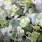 20 SILVER DROP EUCALYPTUS Gunnii Cider Gum Silver Blue Foliage Florist Tree Seeds