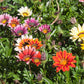 30 Mixed Colors GAZANIA Rigens Treasure Flower Seeds