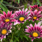 30 Mixed Colors GAZANIA Rigens Treasure Flower Seeds