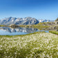 25 TAWNY COTTONGRASS Flower Seeds Eriophorum Virginicum Hare's Tail Cotton Grass Seeds