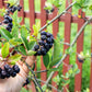 50 BLACK CHOKEBERRY Aronia Melanocarpa White Flower Fruit Shrub Seeds