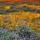 1000 MIXED Colors CALIFORNIA POPPY (Ballerina / Mission Bells) Eschscholzia Californica Flower Seeds