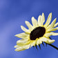 50 VANILLA ICE SUNFLOWER Two Tone Light Yellow Helianthus Annuus Flower Seeds