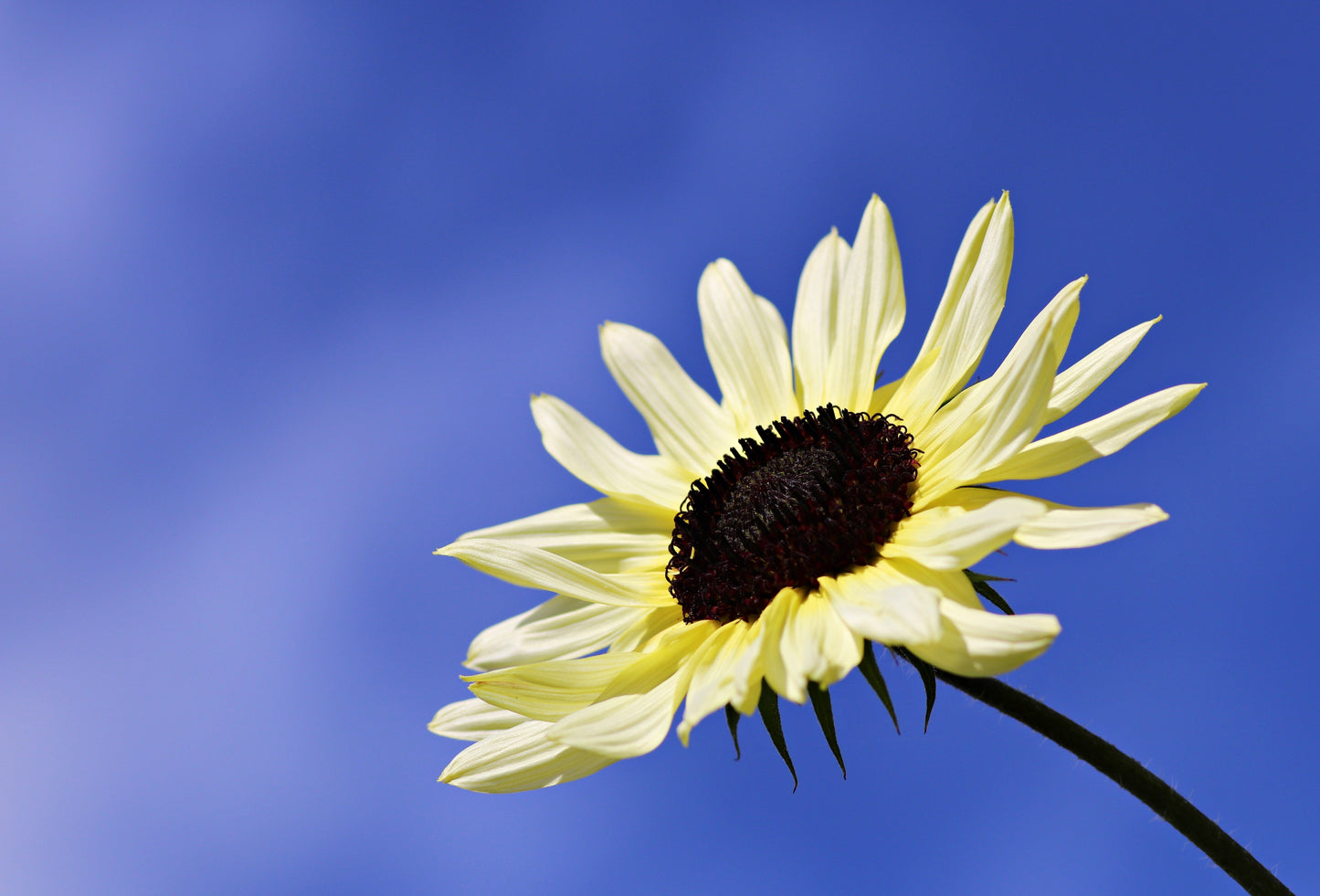 50 VANILLA ICE SUNFLOWER Two Tone Light Yellow Helianthus Annuus Flower Seeds