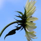 50 VANILLA ICE SUNFLOWER Two Tone Light Yellow Helianthus Annuus Flower Seeds