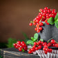 20 Red WAX CURRANT Edible Fruit Berries Pink Flowers Shrub Ribes Cereum Seeds