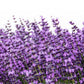 500 True ENGLISH LAVENDER VERA Lavandula Angustifolia Vera Herb Purple Flower Seeds