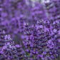 500 True ENGLISH LAVENDER VERA Lavandula Angustifolia Vera Herb Purple Flower Seeds