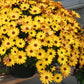 20 MIXED COLORS OSTEOSPERMUM Ecklonis African Cape Daisy Flower Seeds