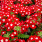 100 MIXED COLORS VERBENA Hybrida Compacta Flower Seeds