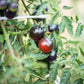 50 BLACK CHERRY TOMATO Black Skin Sweet Round Lycopersicon Fruit Vegetable Seeds