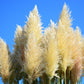 200 WHITE PAMPAS GRASS Cortaderia Selloana Ornamental Flower Seeds