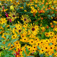 300 SWEET CONEFLOWER Rudbeckia Subtomentosa Yellow Black Eyed Susan Flower Seeds