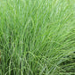 50 PHEASANT TAILS GRASS Feather Reed New Zealand Wind Stipa Arundinacea syn Anemanthele Lessoniana Ornamental Grass Seeds