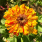 150 PEPPERMINT STICK ZINNIA Mix Mixed Colors Red Stripe Elegans Flower Seeds