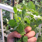 25 PAPALO Yerba Porosa, Summer Cilantro, Bolivian Coriander, Porophyllum Ruderale Culinary Herb Seeds