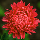30 Double SCARLET PAEONY ASTER Red Peony Callistephus Flower Seeds
