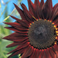25 CHOCOLATE CHERRY SUNFLOWER Helianthus Annuus Red & Brown Flower Seeds