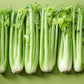 1000 TALL UTAH CELERY Apium Graveolens Dulce Vegetable Seeds