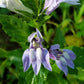 250 Blue INDIAN TOBACCO (Indian Lobelia) Lobelia Inflata Flower Seeds