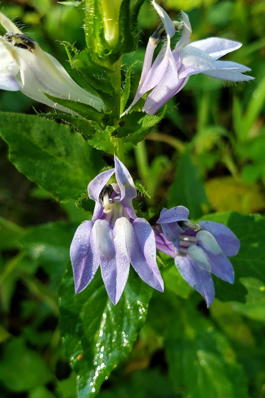 250 Blue INDIAN TOBACCO (Indian Lobelia) Lobelia Inflata Flower Seeds