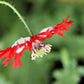 500 DANISH FLAG POPPY Red & White Queens Poppy Papaver Somniferum Danebrog Flower Seeds